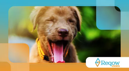cães bocejam por empatia