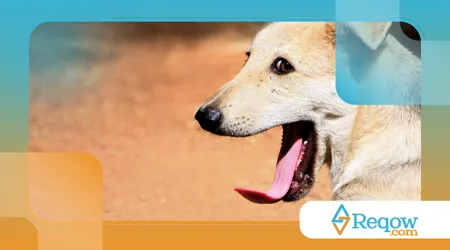 cães bocejam por empatia
