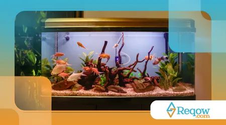 cuidar de peixe em aquário pequeno