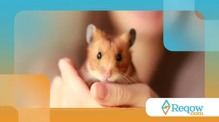 dar água para hamster da forma correta