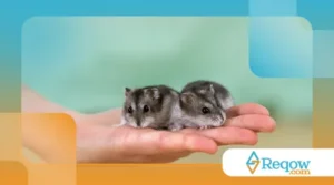 dar água para hamster da forma correta