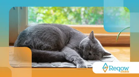 Gato dormindo sobre eletrônicos