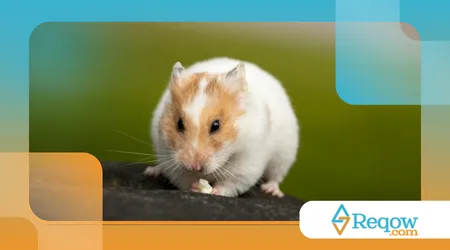 Hamster fugindo do contato