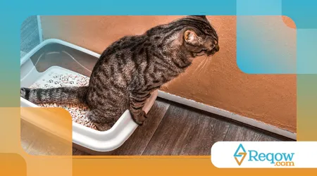 cuidar de gato em apartamento pequeno