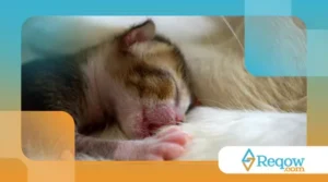 cuidar de gato em apartamento pequeno