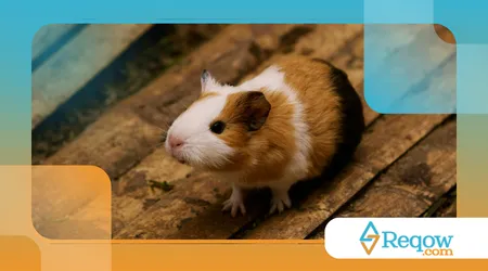 cuidar de hamster no calor