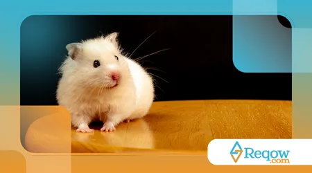 cuidar de hamster no calor