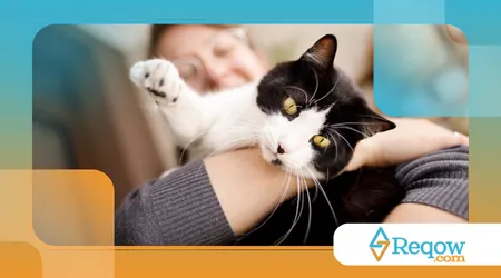 ensinar gato a aceitar colo