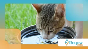 Gato recusando água fresca