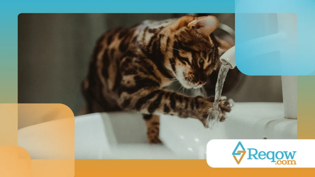 Gato recusando água fresca