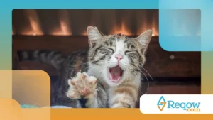 gato acordando os tutores cedo