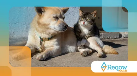 perda de energia repentina em cães ou gatos