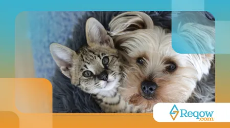 perda de energia repentina em cães ou gatos