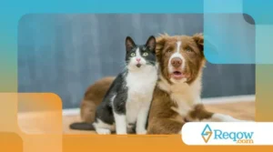 perda de energia repentina em cães ou gatos