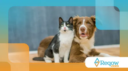 perda de energia repentina em cães ou gatos