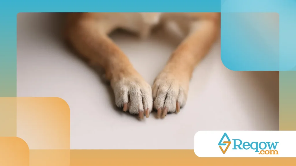 Cachorro com patas ressecadas