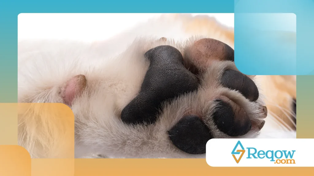 Cachorro com patas ressecadas