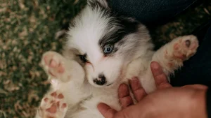 Cachorro com patas ressecadas: cuidados para evitar rachaduras