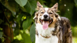 Cachorro ofegante em repouso: situações que exigem cuidado
