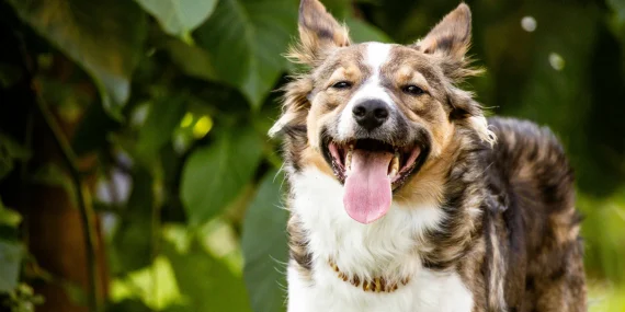 Cachorro ofegante em repouso: situações que exigem cuidado
