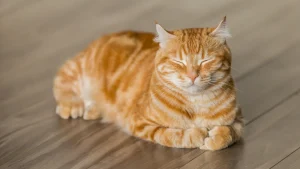 Gato com respiração rápida: quando se preocupar