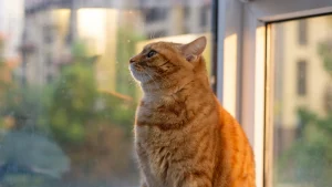 Gato observando janelas por horas: curiosidades fascinantes