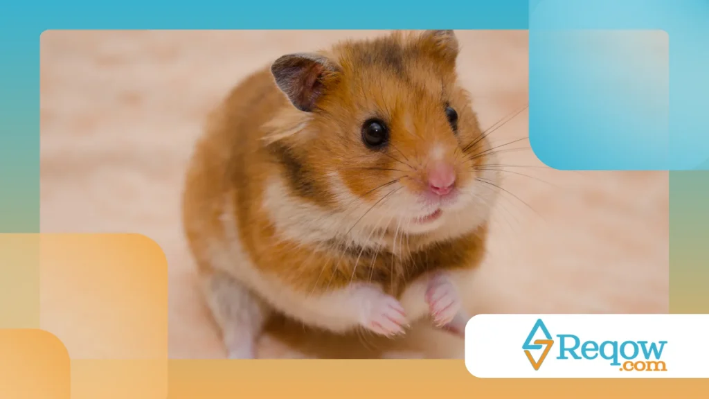 Hamster com excesso de comida estocada
