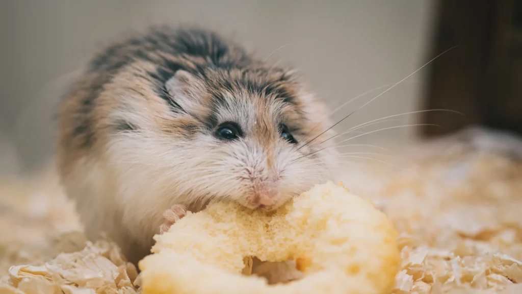 Hamster com excesso de comida estocada