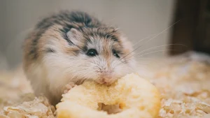 Hamster com excesso de comida estocada: cuidados essenciais
