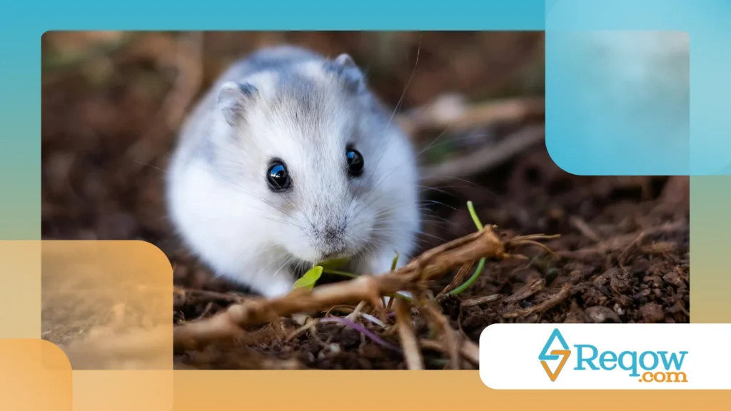 Hamster excessivamente noturno