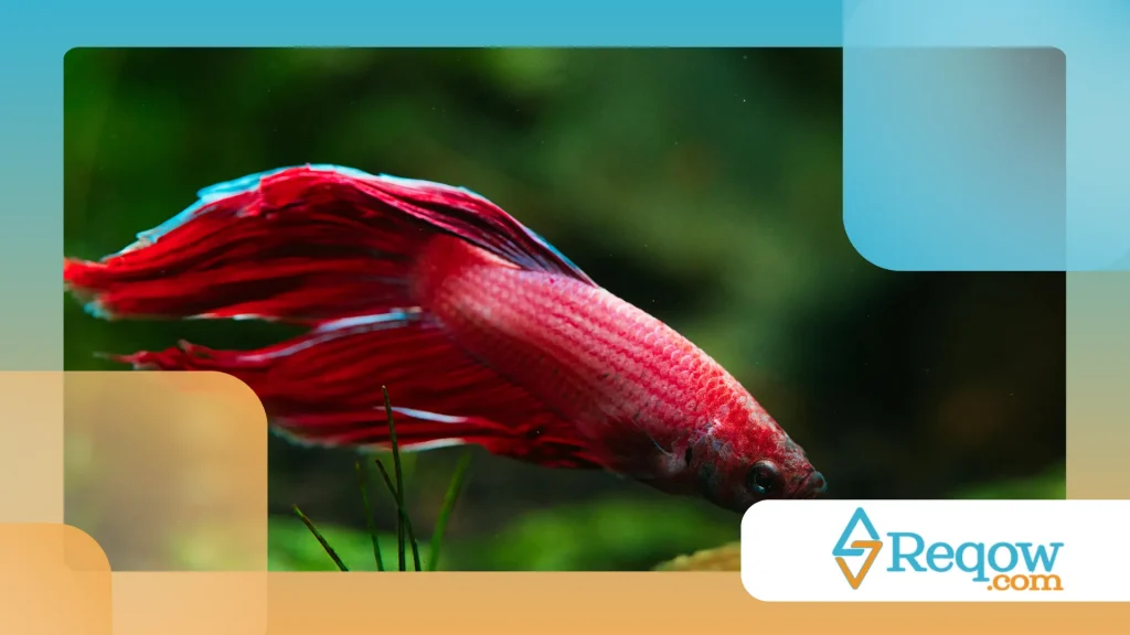 Peixe betta e alimentação diária