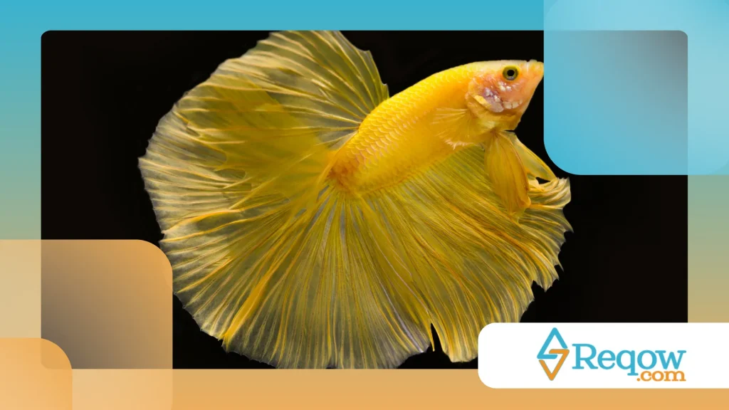 Peixe betta e alimentação diária