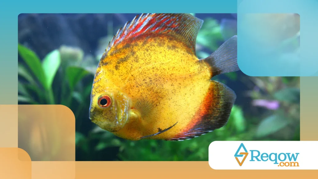 Peixe ornamental em casa