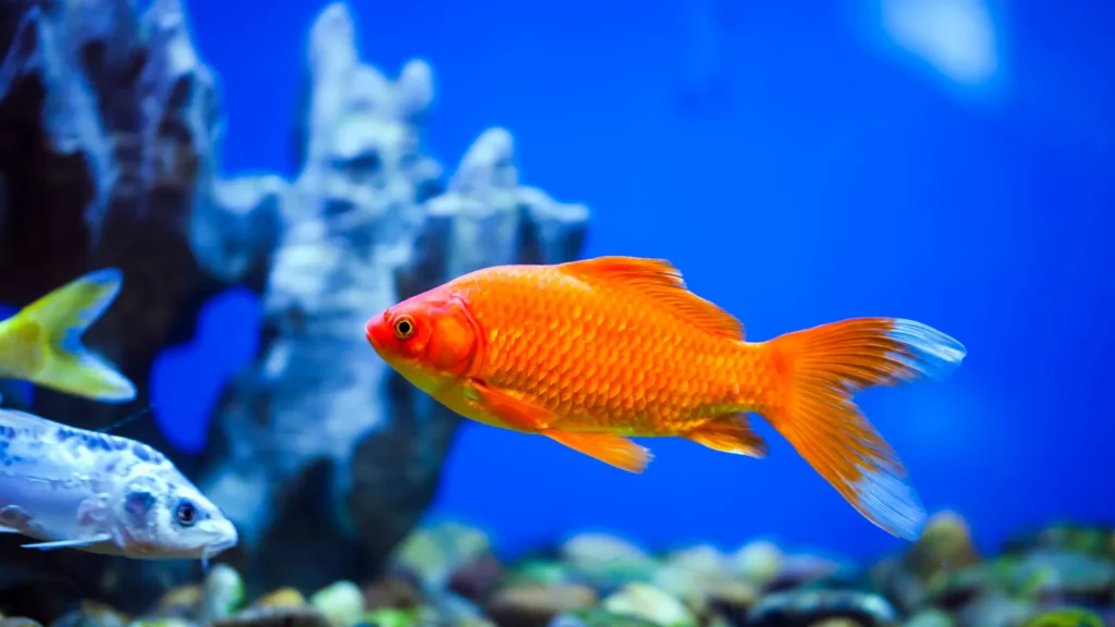 Peixe ornamental em casa