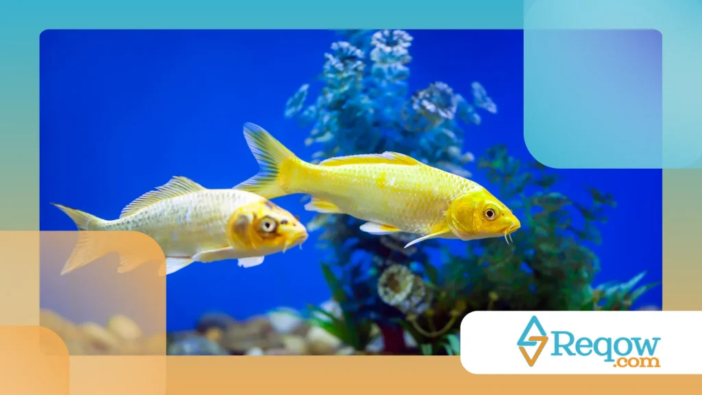 Peixe ornamental em casa