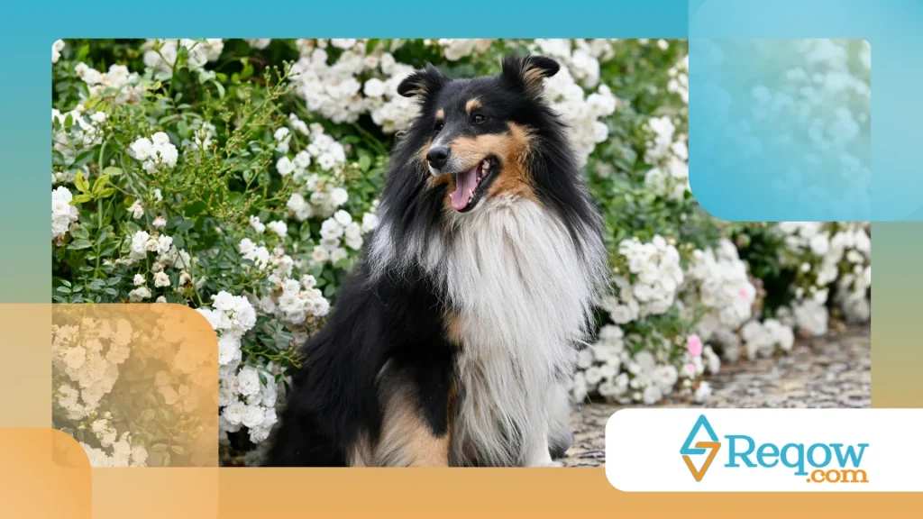 alguns cães parecem sorrir