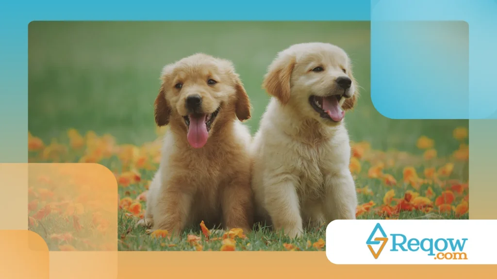 alguns cães parecem sorrir