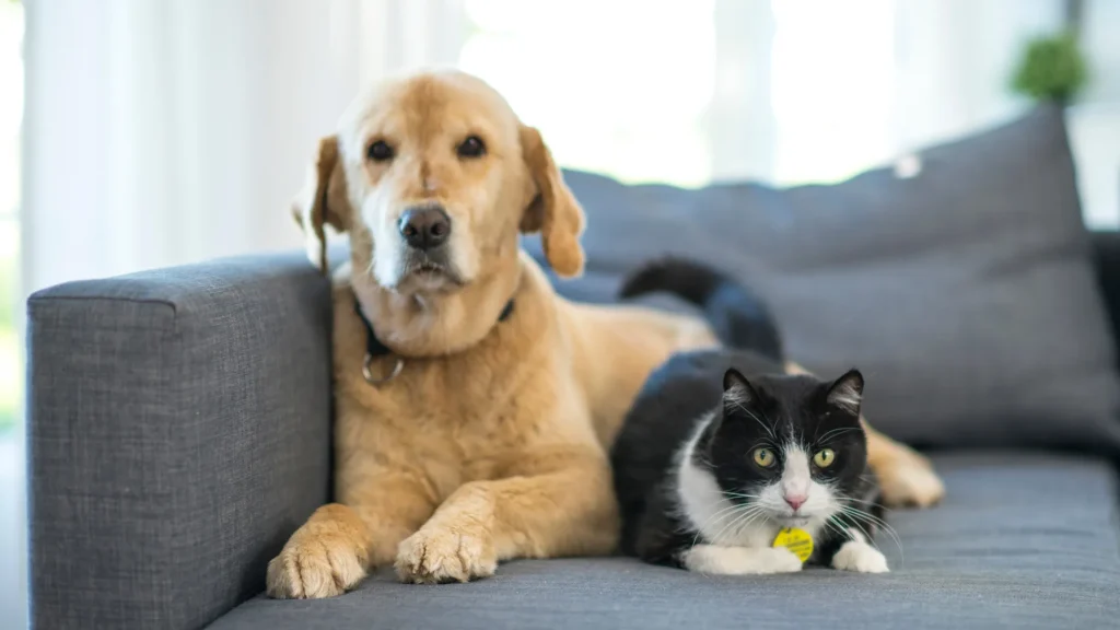  envelhecimento dos animais domésticos 