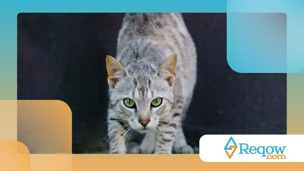gato está agressivo de repente