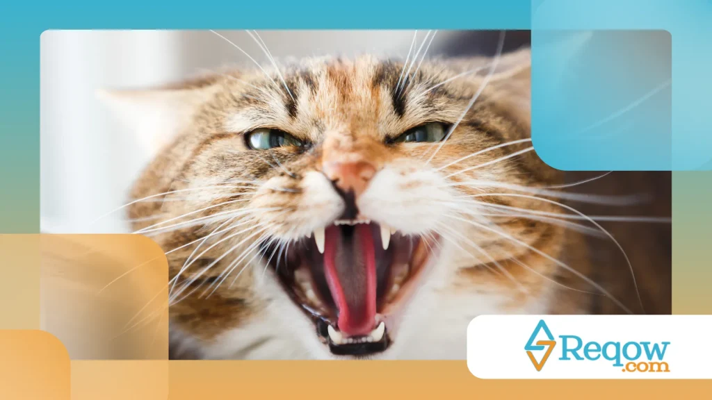 gato está agressivo de repente