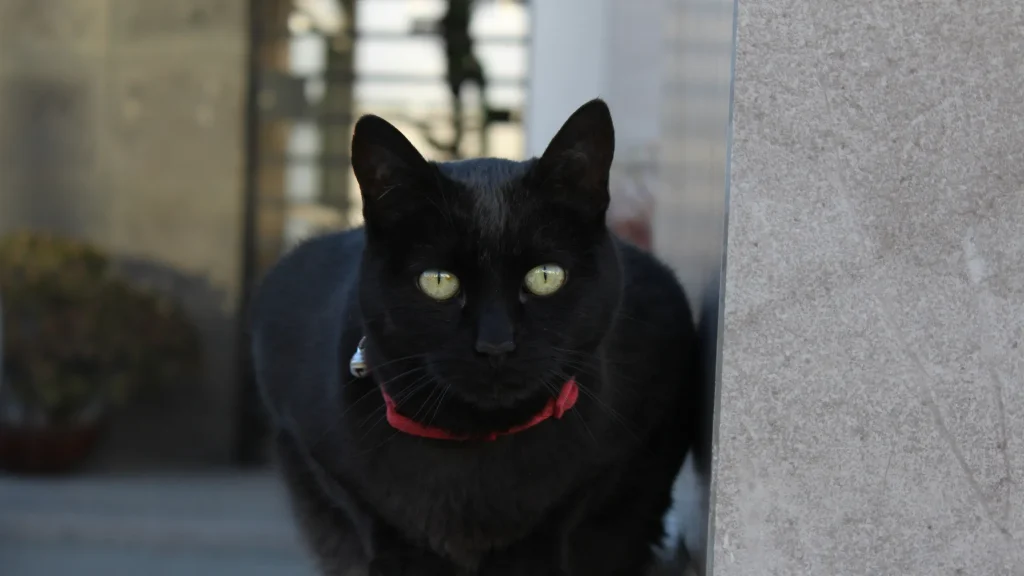 gato está agressivo de repente
