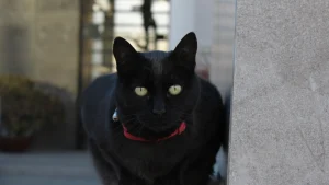Meu gato está agressivo de repente: como diferenciar dor, estresse ou mudança de ambiente
