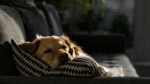 O impacto da previsibilidade na felicidade dos animais domésticos