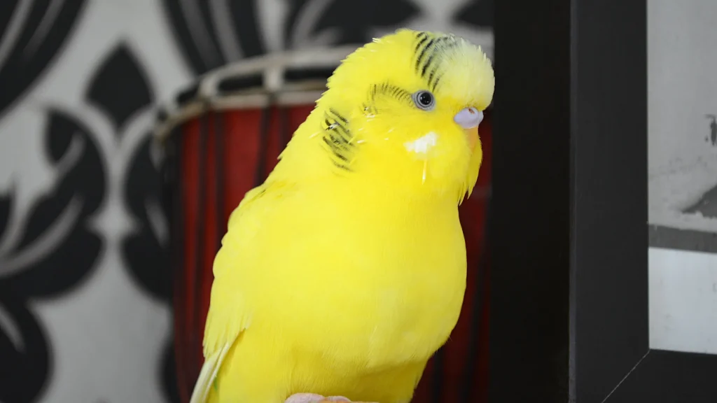Calopsita imitando sons da casa