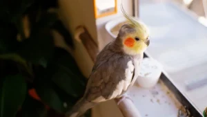 Calopsita imitando sons da casa: como isso acontece