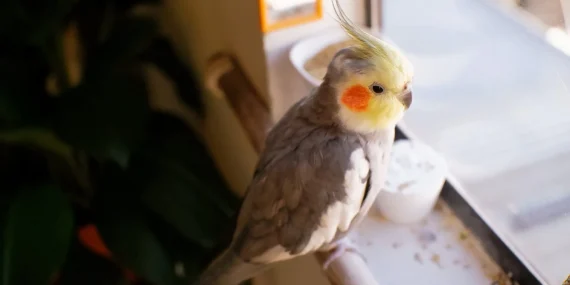 Calopsita imitando sons da casa: como isso acontece