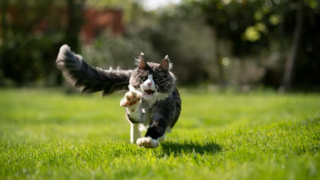 Gato atacando durante brincadeiras