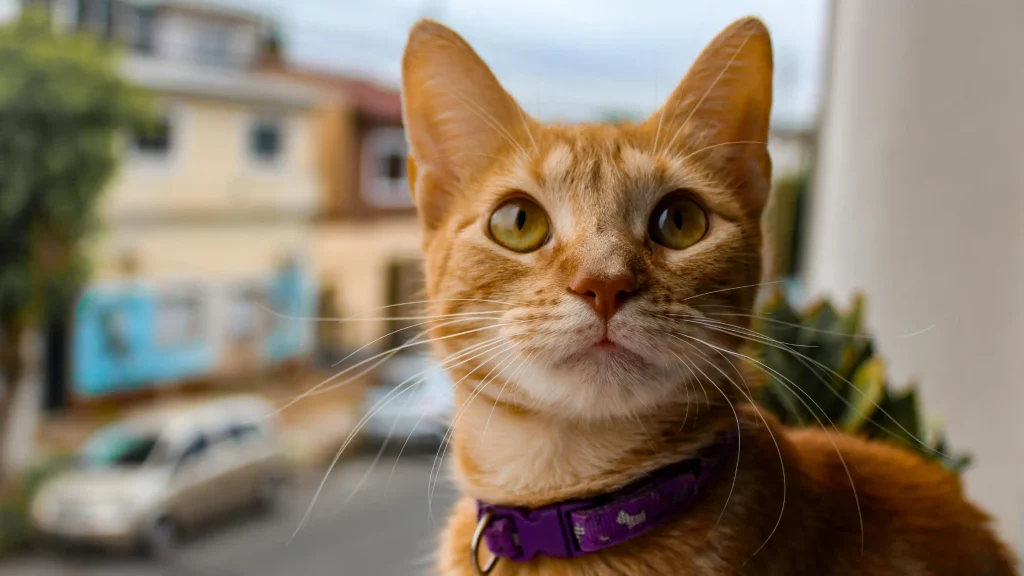 Gato atacando durante brincadeiras