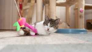 Gato atacando durante brincadeiras: ajustes na rotina