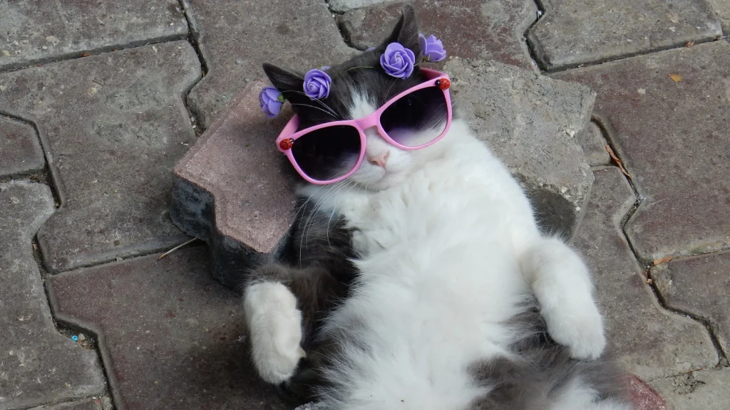 Gato com queda intensa de pelos